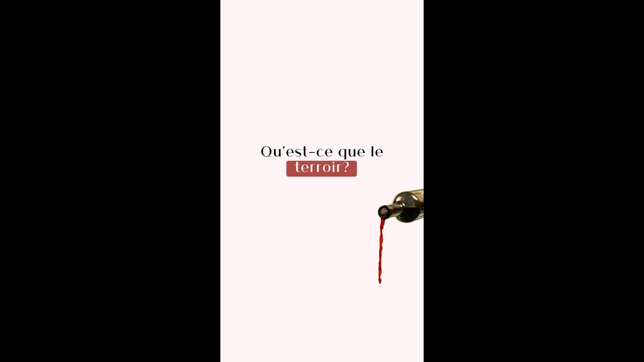 Terroir et Vin : Pourquoi le Sol Fait Toute la Différence