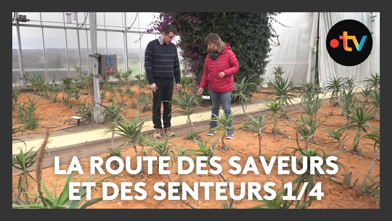 EP. 1 - Sur la route des saveurs et des senteurs à la découverte des richesses de Haute-Provence
