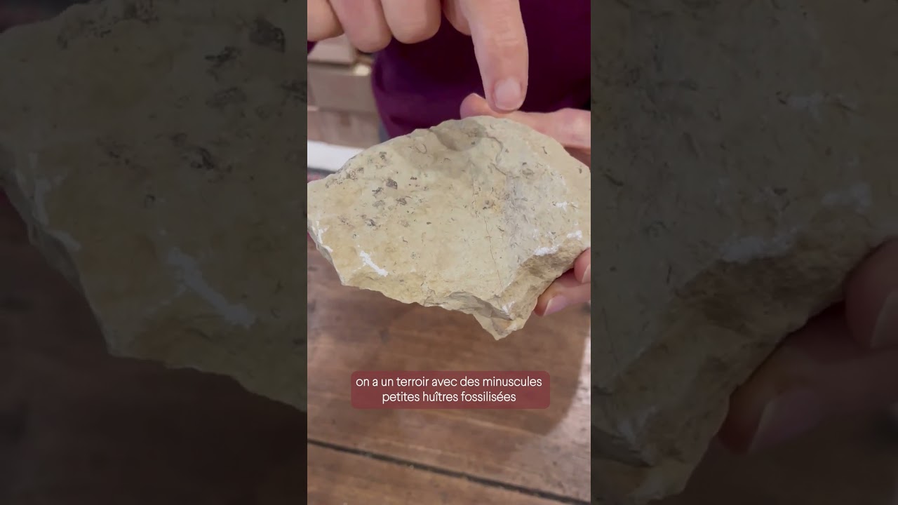 La minéralité dans le vin - épisode 2 : Qu’est-ce que le terroir d’un vin minéral ? 🍇🍷 #shorts #vin