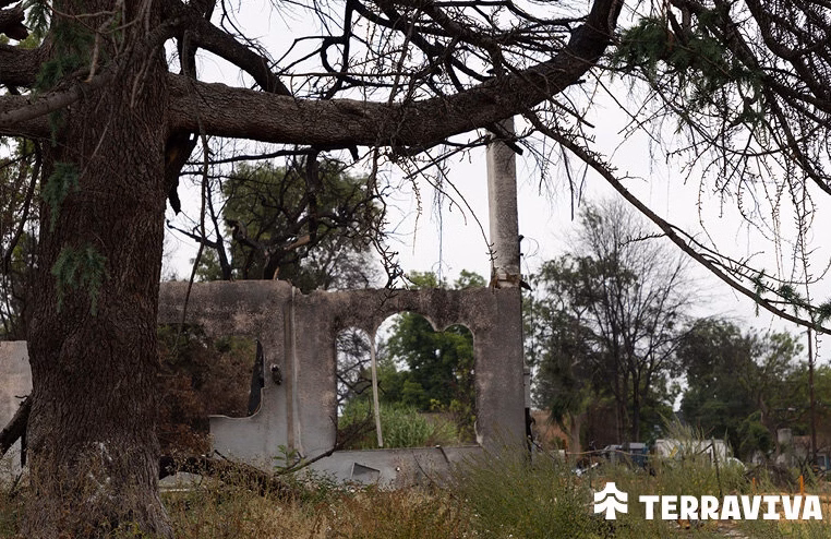 Ces arbres plantés devant les maisons dissimulent un message secret : une tradition ancestrale transmise au fil des générations