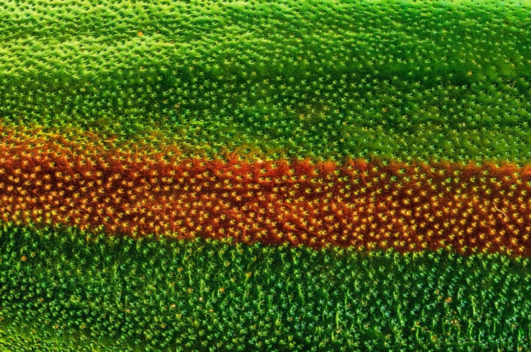 Galettes de panais : redonner ses lettres à ce légume oublié